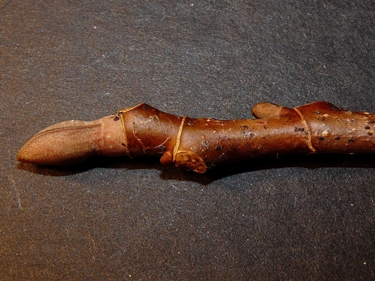 {Liriodendron tulipifera}